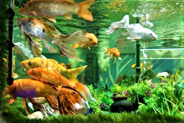 Under The Sun Aquarium